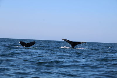 View of ducks swimming in sea