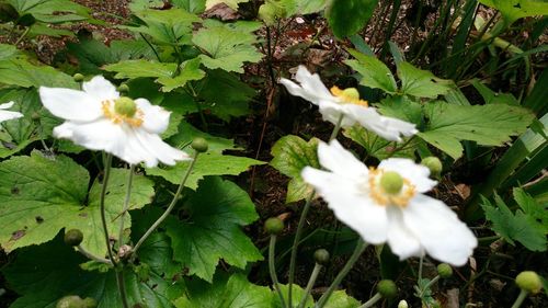 Close-up of white flowers