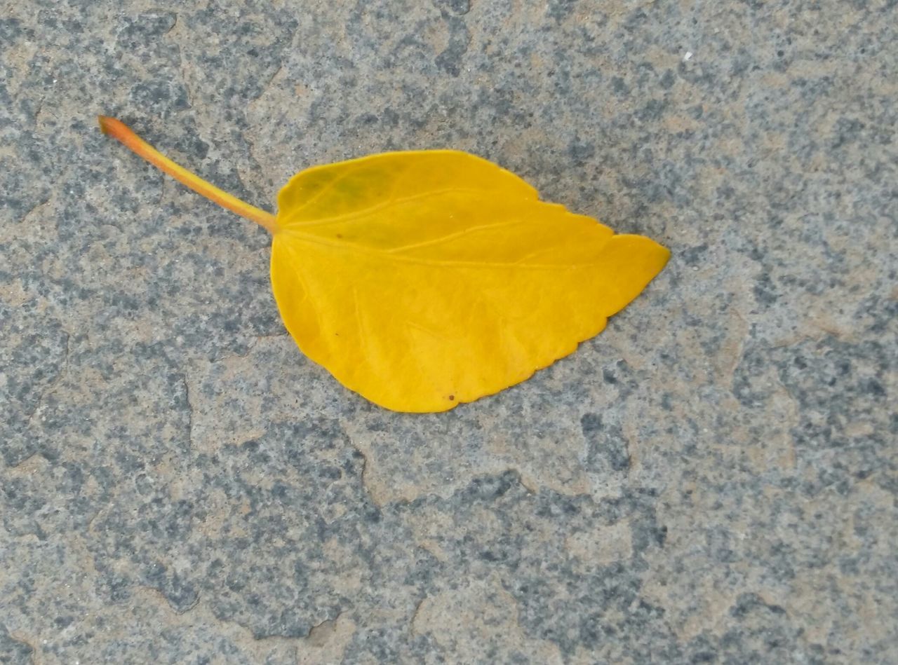 yellow, high angle view, close-up, one animal, leaf, single object, insect, ground, street, fragility, still life, day, nature, no people, wildlife, outdoors, asphalt, animal themes, textured, animals in the wild