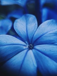 Close-up of purple blue flower