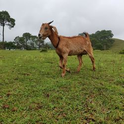 Wet goat in the green grass field