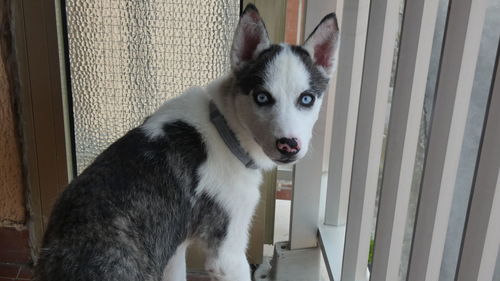 Close-up portrait of dog looking at camera