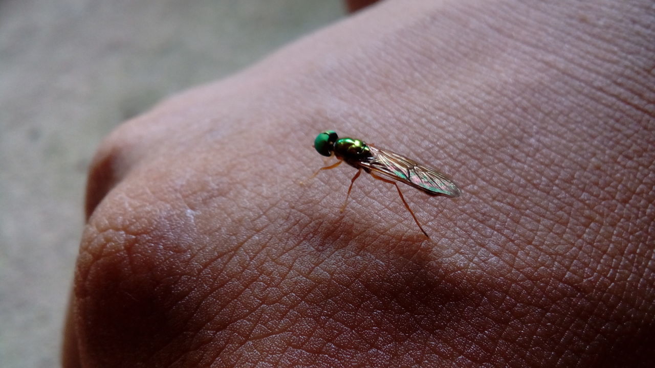 EXTREME CLOSE-UP OF INSECT ON HAND
