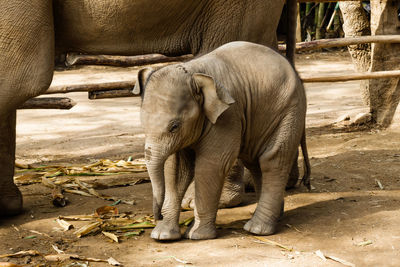 Portrait of two-month-old baby elephant. chiang mai province, thailand.