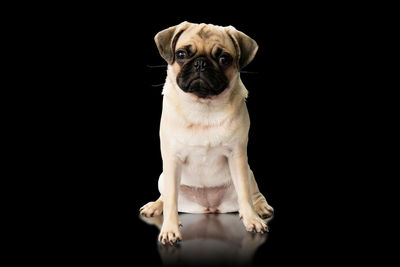 Portrait of dog against black background