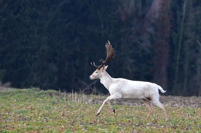 Deer on field in forest