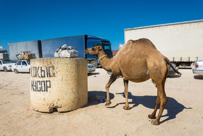 Horse standing on land against clear blue sky