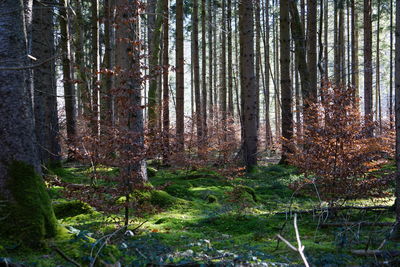 Trees growing in forest