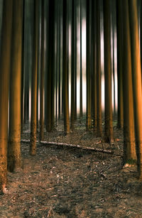 Panoramic shot of trees in forest