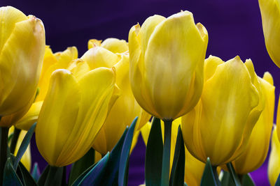 Close-up of yellow tulip