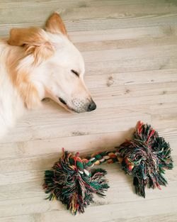 High angle view of dog sleeping on wooden floor at home