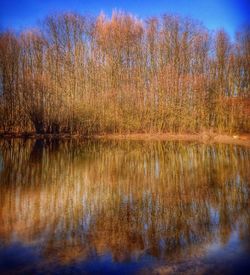 Reflection of trees in lake