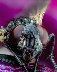 Close-up of fly