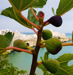 Close-up of berries growing on tree