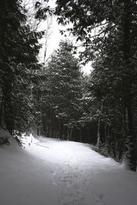 Snow covered road amidst trees in forest