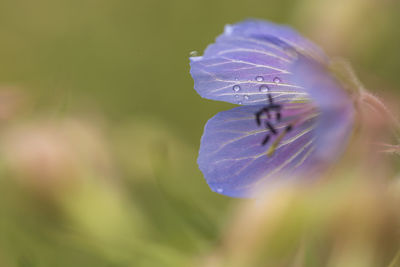 Close-up of purple flowers