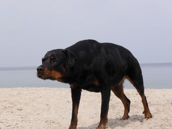Close-up of dog on beach against clear sky