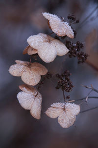 Close-up of wilted flower on tree during winter