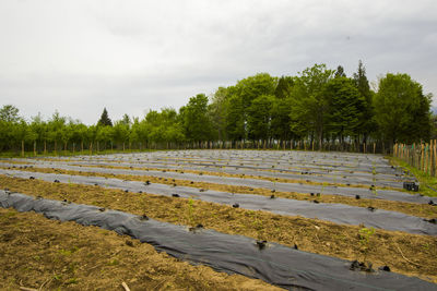 Blueberry plantation, field in the farm in samegrelo, georgia