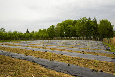 Trees on field against sky