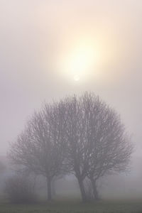 Trees on field against sky during foggy weather
