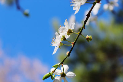 Close-up of white cherry blossoms in spring