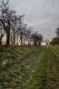 Trees on field against sky