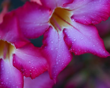 Close-up of wet pink rose flower