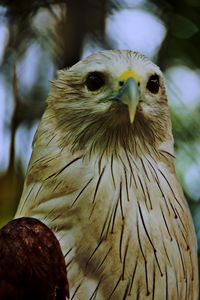 Close-up portrait of owl