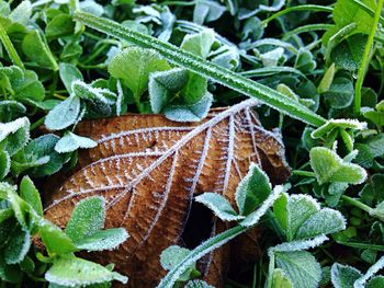 Close-up of snow on plant during winter