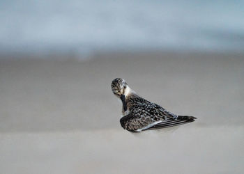 Close-up of a sandpiper cleaning its wings