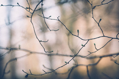 Close-up of bare tree branch against sky