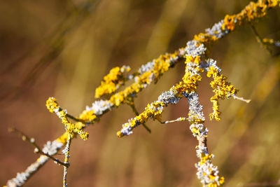 Close-up of yellow flowering plant