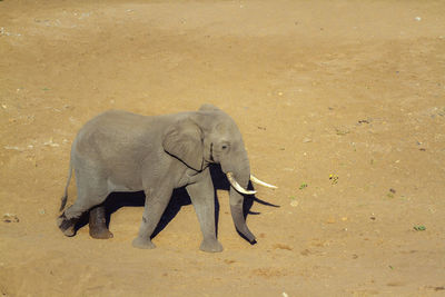 Side view of elephant walking on sand