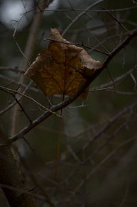 Close-up of dry maple leaf