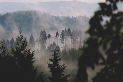 Pine trees in forest against sky