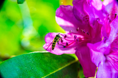 Close-up of bee on pink flower