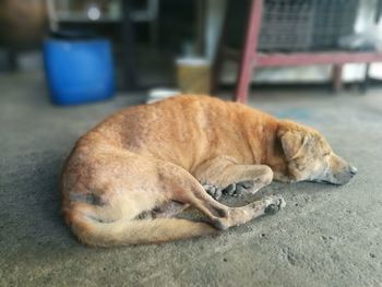 Close-up of dog sleeping