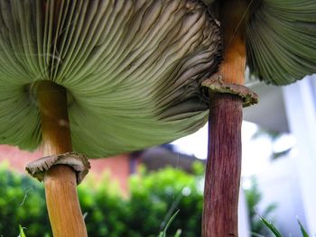 Close-up of flower tree