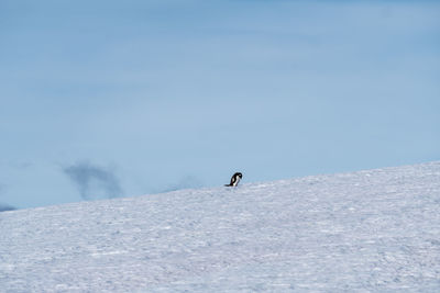 Penguin on snow covered field against sky