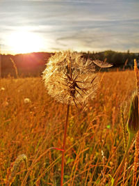 View of flowering plant on field against bright sun