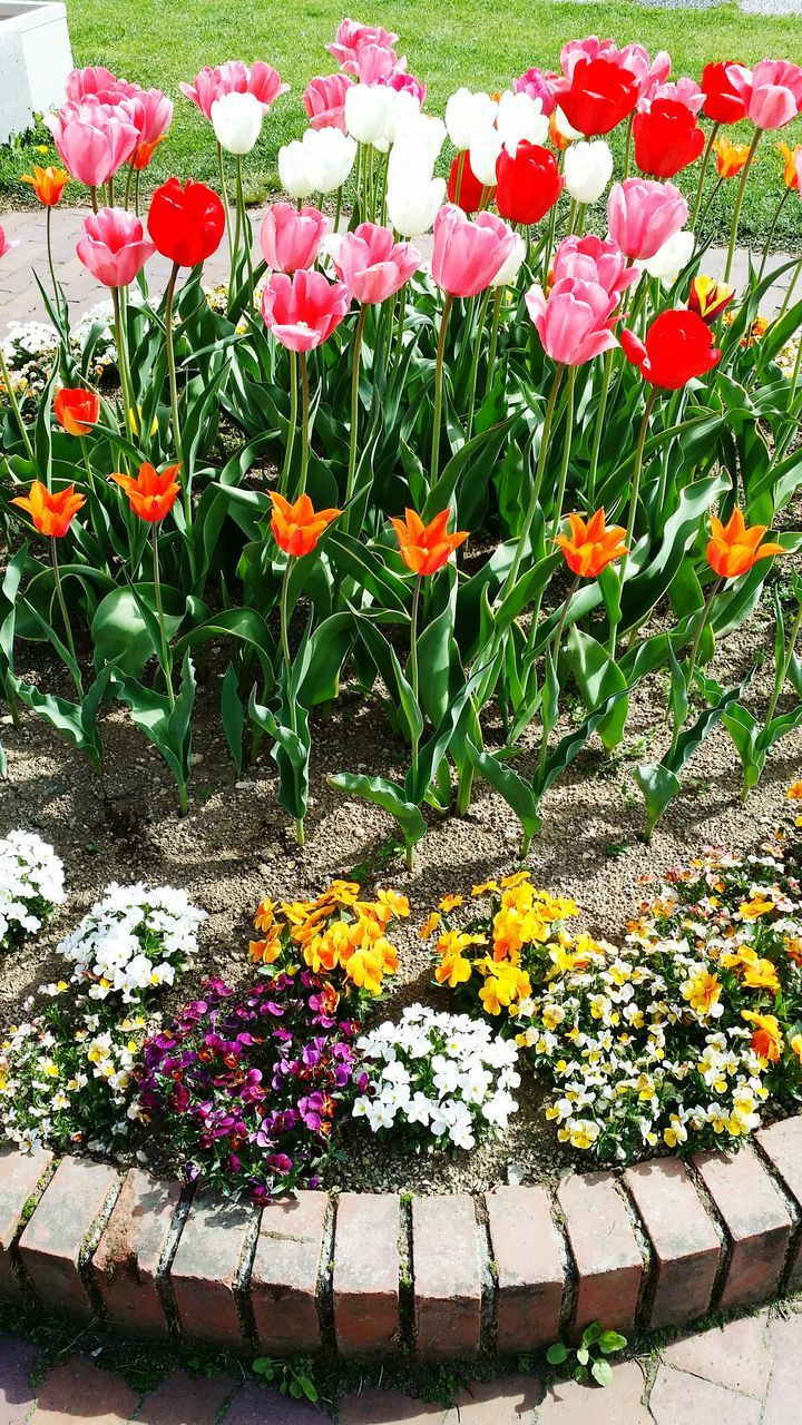 flower, freshness, growth, plant, fragility, beauty in nature, tulip, nature, petal, high angle view, red, multi colored, blooming, abundance, flowerbed, in bloom, variation, flower head, field, no people