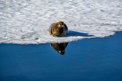 Bearded seal on an ice floe