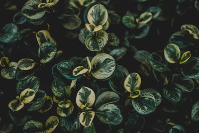 Close-up of plants