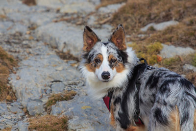 Close-up of tricolor border collie dog in the mountains