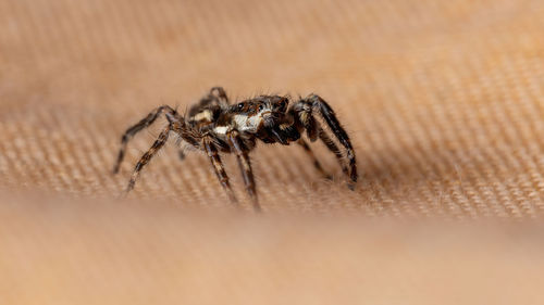 Close-up of spider