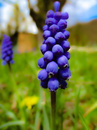 Close-up of purple flowering plants on field