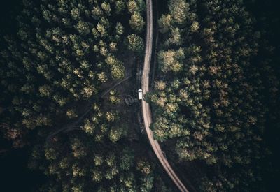 High angle view of trees growing in forest