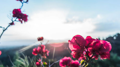 Close-up of pink flowers blooming against sky