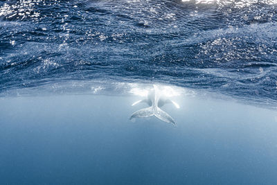 Mother and calf